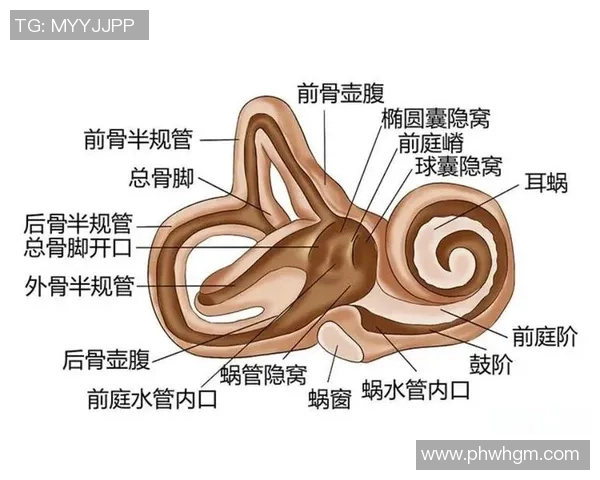 探索人耳蜗足球的神奇之处与其对听觉健康的影响与启示